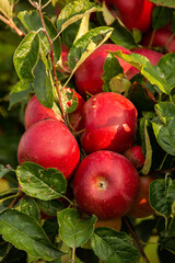 Fresh apples from the orchard. Apple harvest ready to be picked from the orchard in the Republic of Moldova.