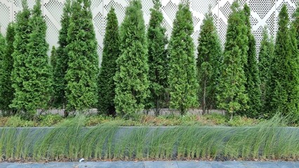 dark green tree standing in order