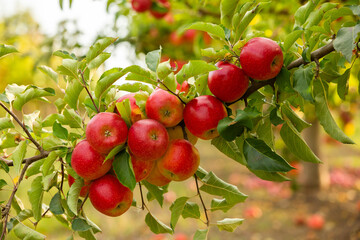 Fresh apples from the orchard. Apple harvest ready to be picked from the orchard in the Republic of Moldova.