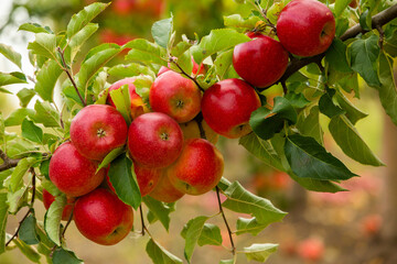 Fresh apples from the orchard. Apple harvest ready to be picked from the orchard in the Republic of Moldova.