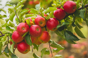 Fresh apples from the orchard. Apple harvest ready to be picked from the orchard in the Republic of Moldova.