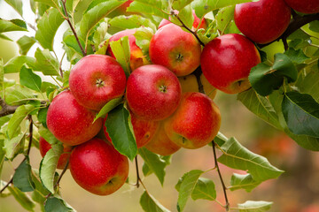 Fresh apples from the orchard. Apple harvest ready to be picked from the orchard in the Republic of Moldova.