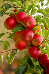 Fresh apples from the orchard. Apple harvest ready to be picked from the orchard in the Republic of Moldova.