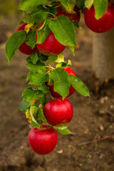 Fresh apples from the orchard. Apple harvest ready to be picked from the orchard in the Republic of Moldova.