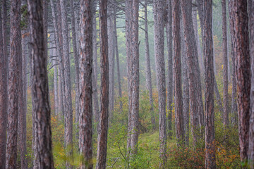 Fototapeta premium autumn forest in the mist