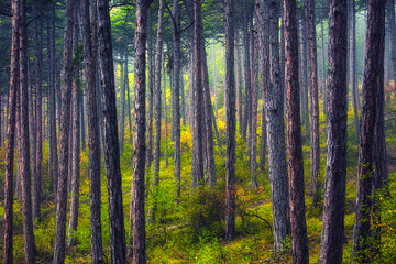 green forest in the morning