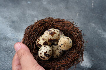 Obraz premium Woman is holding hands small quail eggs.