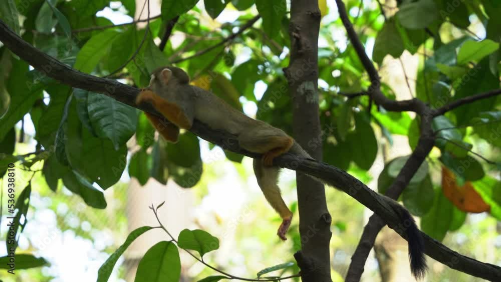 Poster curious little squirrel monkey hugging the tree vine, chilling and relaxing under tree canopy with l