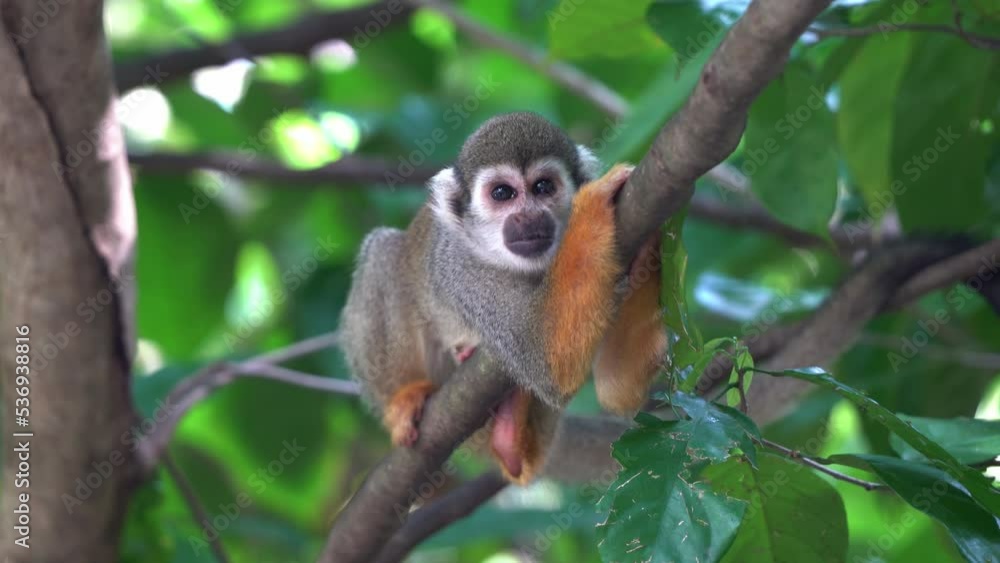 Poster cute little squirrel monkey hugging the tree branch, chilling and relaxing under the canopy and maki