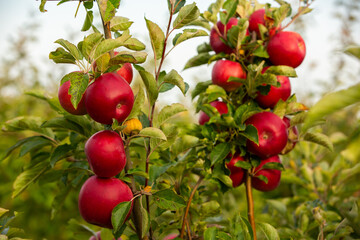 Fresh apples from the orchard. Apple harvest ready to be picked from the orchard in the Republic of Moldova.