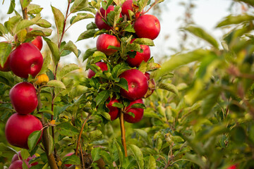 Fresh apples from the orchard. Apple harvest ready to be picked from the orchard in the Republic of Moldova.
