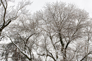 White snow on a bare tree branches on a frosty winter day, close up. Natural background. Selective botanical background.