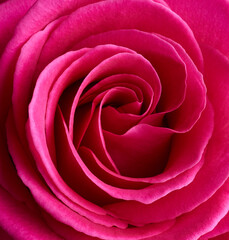 Fototapeta na wymiar Red rose flower macro shot background