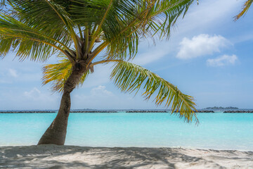 white sand beach with a palm and turquoise water - vacation scenery 