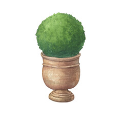 Topiary, evergreen trimmed geometric shrub in a terracotta pot. Round bush for home patio decor. Hand drawn watercolor painting illustration isolated on white background.