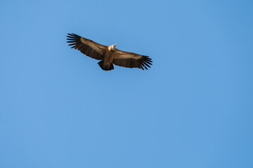 Griffon Vulture (Gyps fulvus) in flight in Monfrague National Park, Extremadura, Spain.