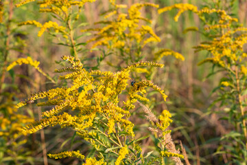 Close up of the blooming yellow inflorescence of Solidago canadensis