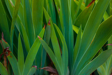 Fototapeta premium close up of a plant