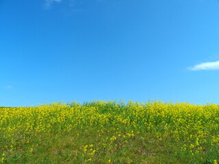 春の菜の花咲く江戸川土手と青空風景