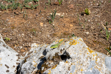 Balkan green lizard (Lacerta trilineata) on a rock near Rovinj, Croatia