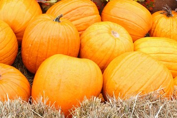 Colourful organic pumpkins and gourds on agricultural fair. Harvesting autumn time concept. Garden fall natural plant. Thanksgiving halloween decor. Festive farm rural background. Vegetarian food.