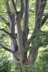 Trees and leaves, Sep 3rd, 2022