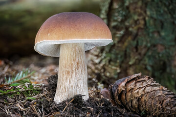 Detailed photo of beautiful cep boletus