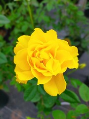 美しい黄色の薔薇