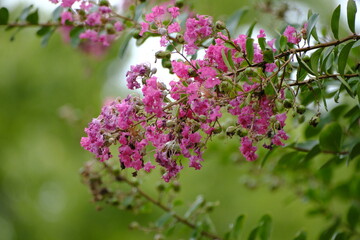 crape myrtle, Sep 3rd, 2022