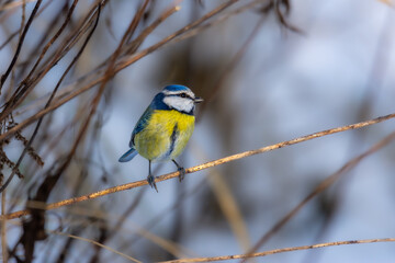 Close up of the Eurasian blue tit (Cyanistes caeruleus) in winter