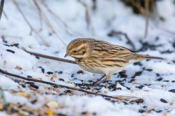 Close up of female of the common reed bunting (Emberiza schoeniclus) on snow, in winter