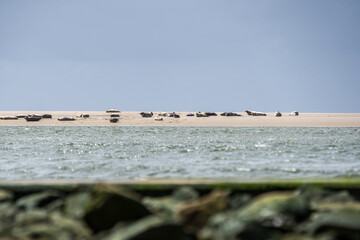 Seerobben auf Borkum liegen in der Sonne