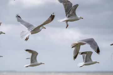 Möwen im Flug vor Himmel