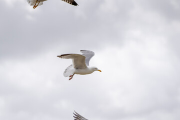 Möwe im Flug vor Wolken