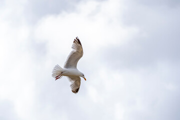 Möwe im Flug vor Wolken