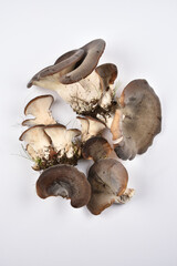 Pleurote en forme d'huître, champignon comestible