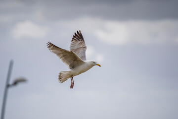 Möwe im Flug vor Wolken
