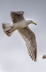 Möwe im Flug vor Wolken