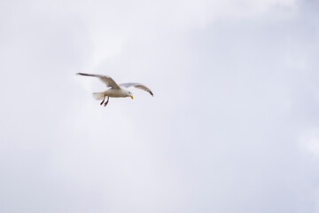 Möwe im Flug vor Wolken