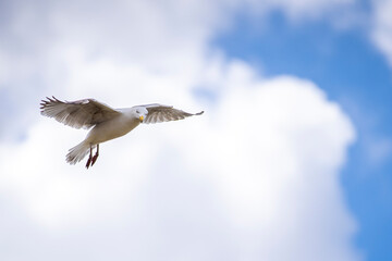 Möwe im Flug vor Wolken
