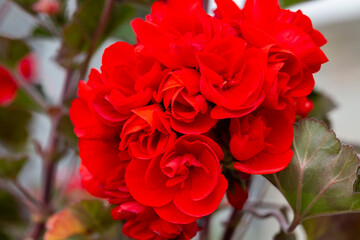 close-up red Pelargonium in the garden. Red geranium flowers in summer garden. Bright pelargonium