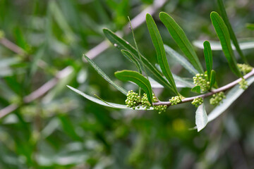 Fresh green leaves of Florida Holly, Brazilian pepper tree, Christmasberry tree, Pepper tree Schinus Terebinthifolius on the branches in the organic garden