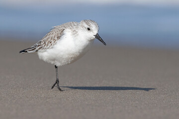 Sanderling hopping
