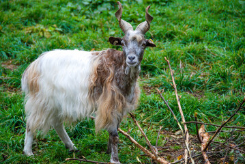 goat on the meadow