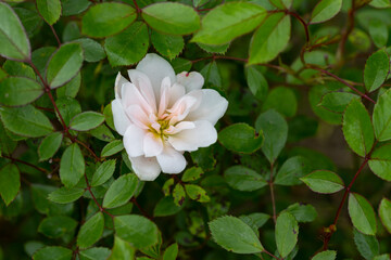 A beautiful white rose on a bush among green leaves, a setective focus