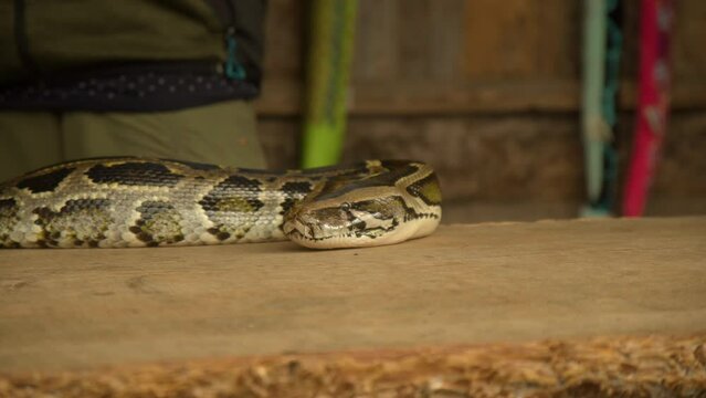 Dark Tiger Python Snake Head on table in a zoo. Close-Up. 4K.