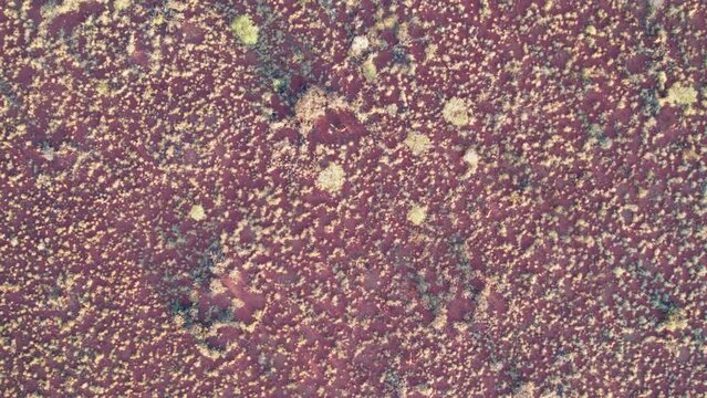 Vertical drone footage of vegetation in the Tanami Desert, Northern Territory, Australia. August 2022.