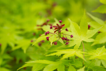 Japanese maple flowers. After the flowers bloom in spring, they attach propeller-shaped samara, and then they soar in the wind and fall to the ground to sprout.