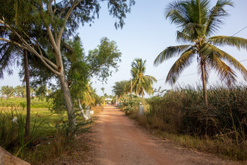 Fototapeta na wymiar dirt road and farmers fields with palm trees and dry rice fields in West Africa