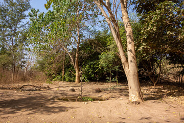 Fototapeta na wymiar dry forest in West Africa with large trees and shadows